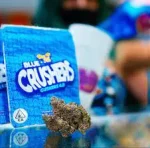 Blue Crushers Gushers strain